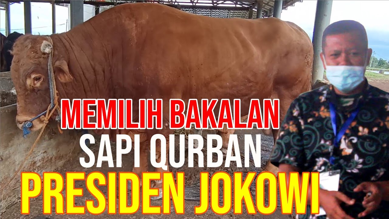 
                                 Memilih-Bakalan-Sapi-Qurban-Super-Pesanan-Presiden-Jokowi